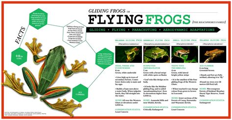 how to help frog fly